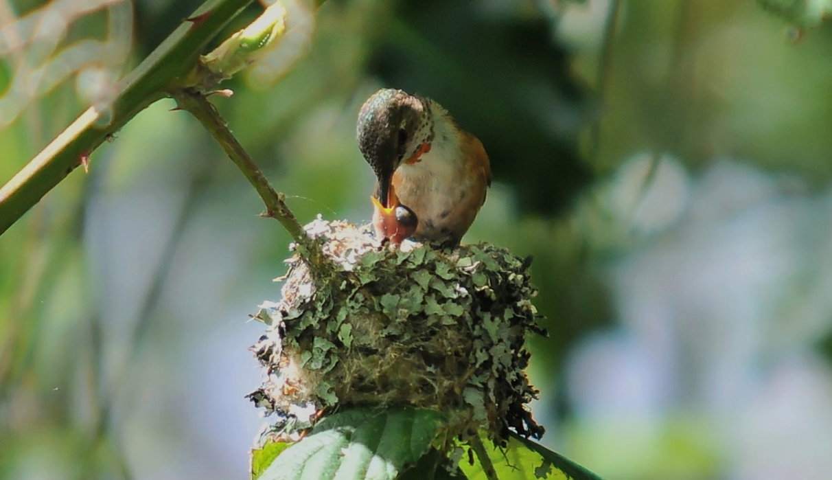 Colibrí rufo, Selasphorus rufus, un gran galán