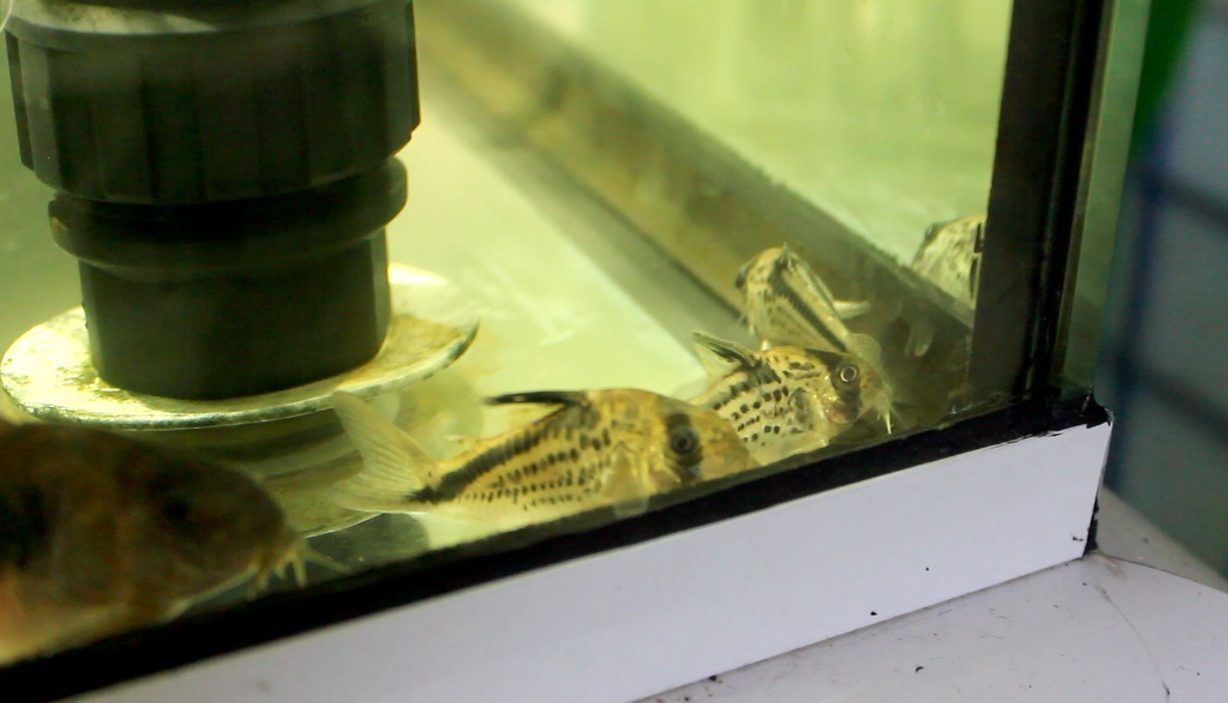 Coridoras, peces de acuario tropical de gran utilidad