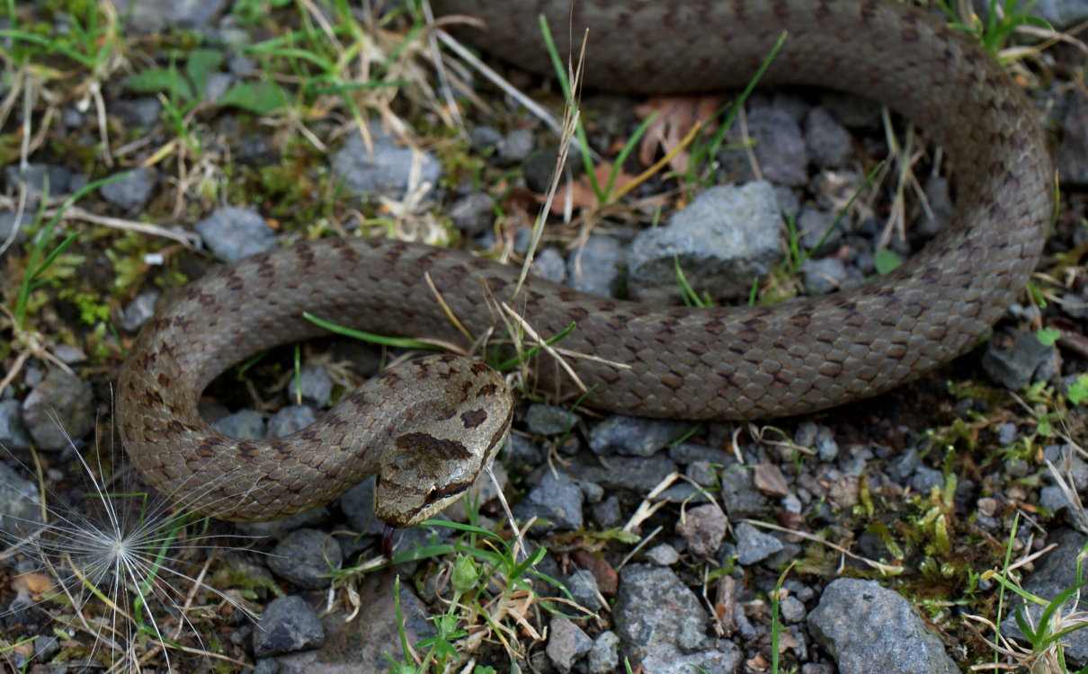 Conoce a la culebra lisa europea (coronella austriaca)