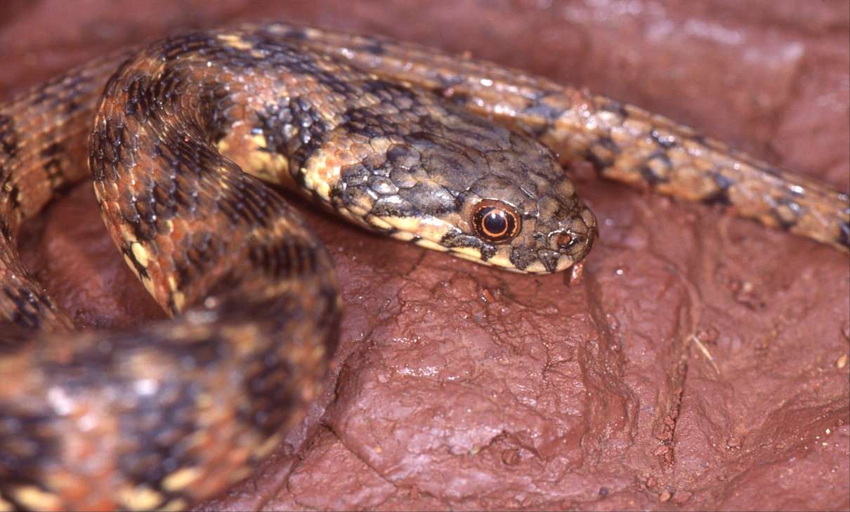 Culebra viperina, Natrix maura