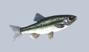 Delminichthys ghetaldii, el vulnerable foxino del sur de Dalmacia
