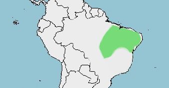 Distribución del tití común, Callithrix jacchus