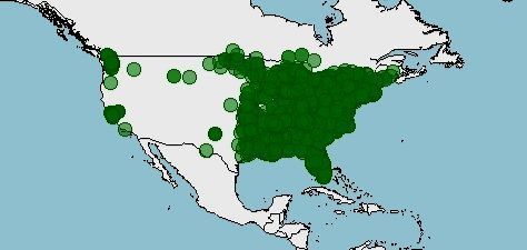 Distribución de la ardilla gris