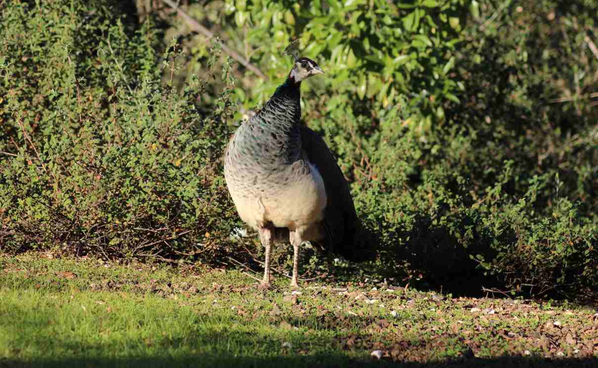 Especie, características y tipos