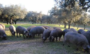 Ganado porcino, sus razas y el correspondiente ciclo de producción