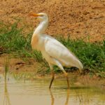 garcilla-bueyera-bubulcus-ibis