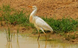 Garcilla bueyera, Bubulcus ibis, un ave sociable asociada al ganado