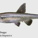 jarabugo-anaecypris-hispanica