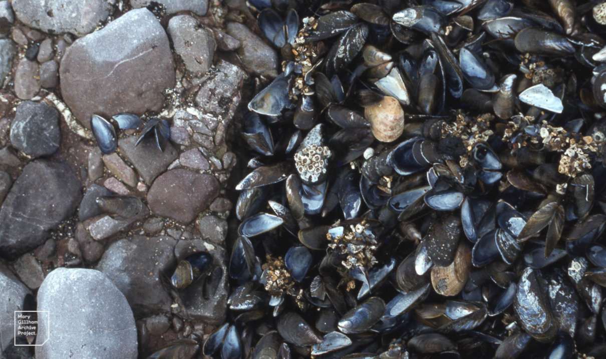 Mejillón (Mytilus edulis), invertebrado valorado por sus usos gastronómicos