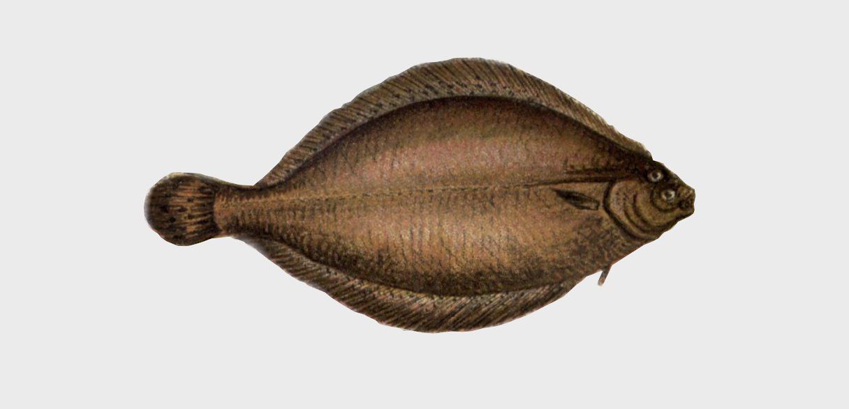 Mendo, lenguado gris, Glyptocephalus cynoglossus