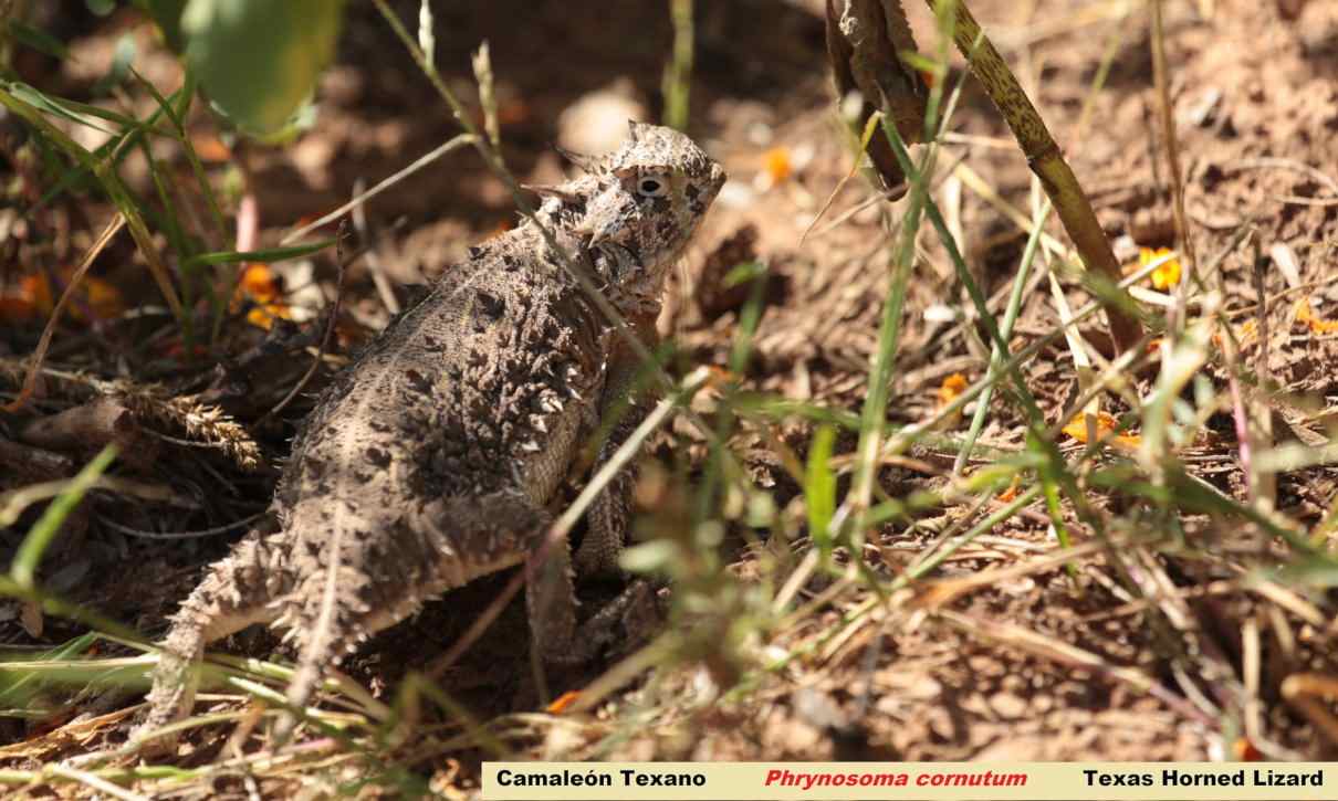 Conoce a Phrynosoma cornutum o lagarto cornudo de Texas