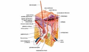 Piel de los mamíferos, un órgano extensible que ofrece protección