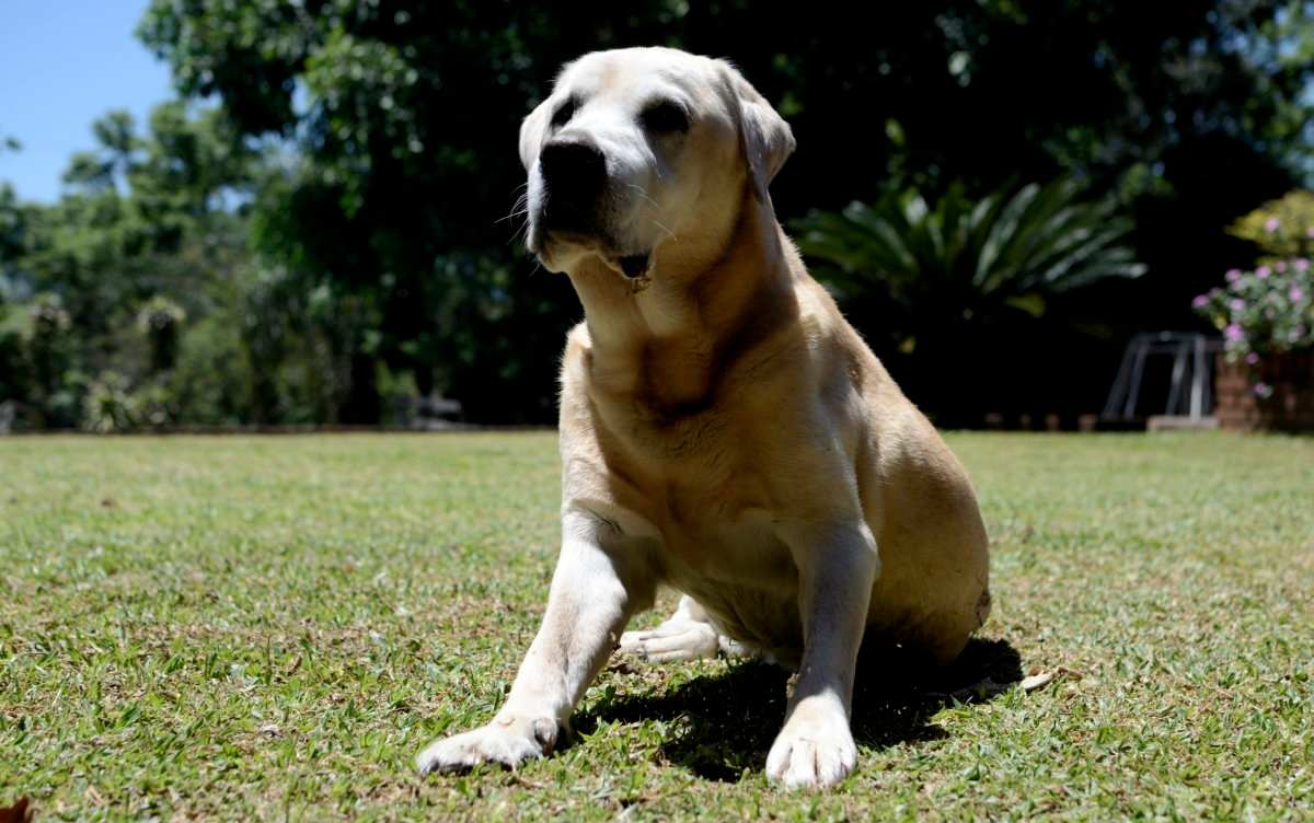 Problemas de comportamiento en el perro anciano, viejo o geriátrico