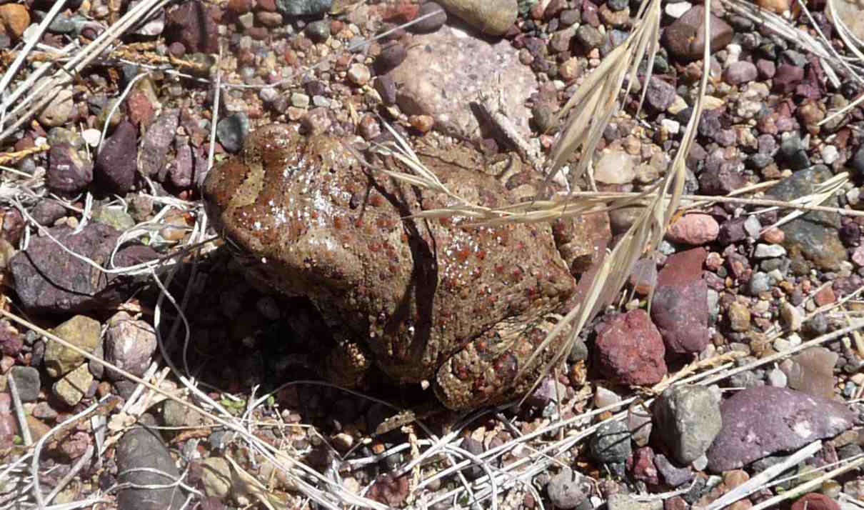 Sapo moruno, bufónido de cuerpo robusto e intimidante