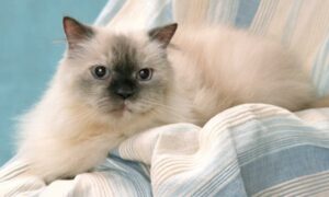 Sordera en gatos, clasificación, causas y manejo del gato sordo