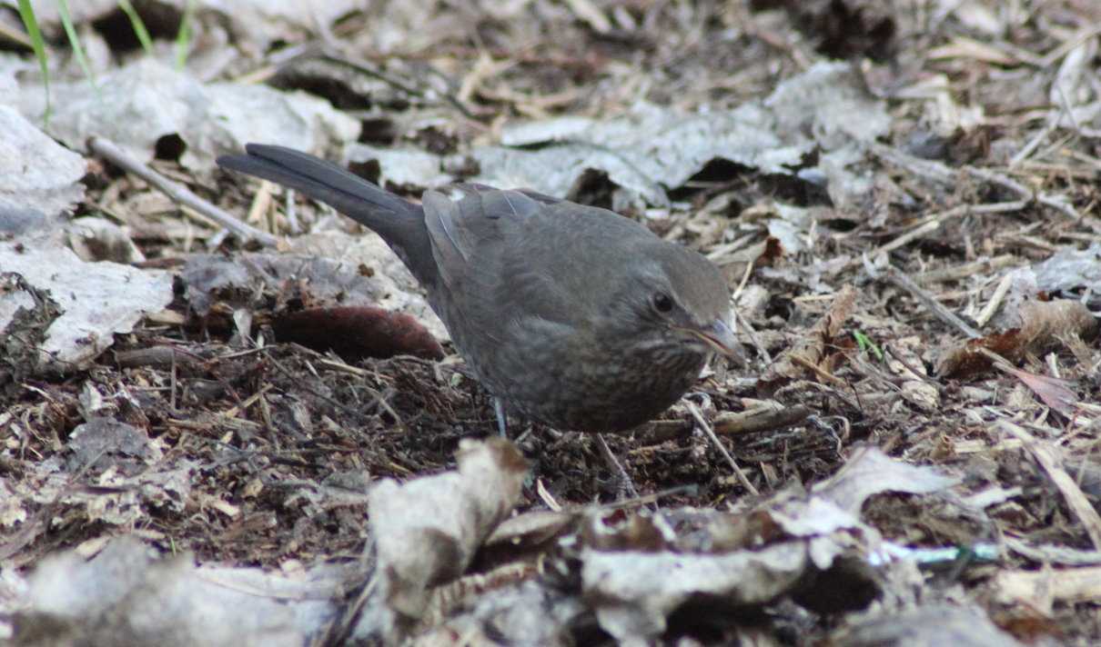 Órdenes de aves, tipos