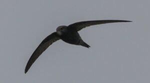 Vencejo común (Apus apus) y su peculiar forma de vuelo