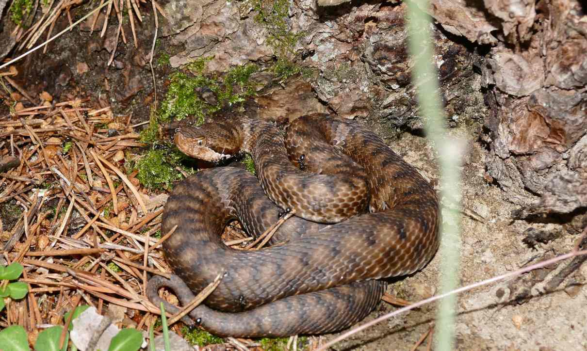 Víbora áspid (Vipera aspis), un ofidio muy venenoso