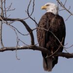 aguila-calva-haliaeetus-leucocephalus