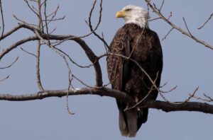 Águila calva, Haliaeetus leucocephalus, símbolo de libertad