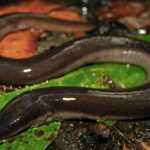 anfiuma-tridactila-amphiuma-tridactylum