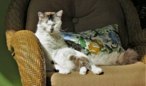 Artrosis en gatos, desafíos para su detección y manejo