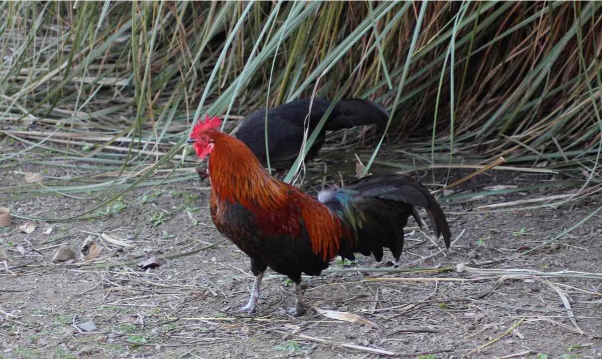 Características de las aves