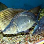 carpa-comun-cyprinus-carpio