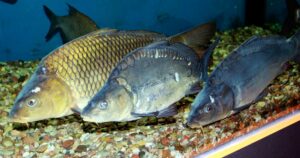Carpa común, Cyprinus carpio, un ciprínido valorado en pesca deportiva