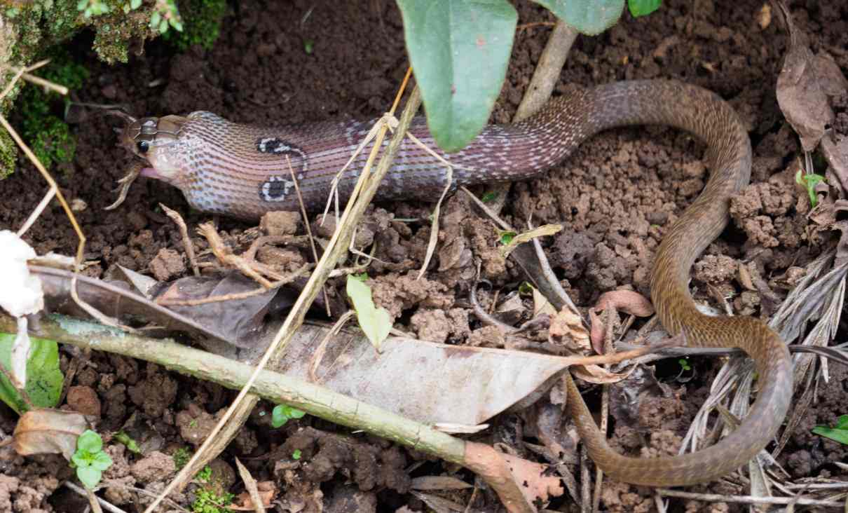 Cobra india, Naja naja, un ofidio popular en la cultura hindú