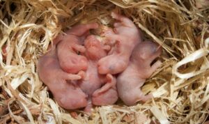 Cría del hámster, aprende a cuidarlos en la etapa reproductiva
