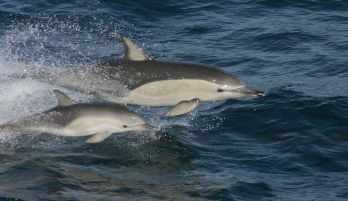 Delfín común (Delphinus delphis), un cetáceo con amplia distribución