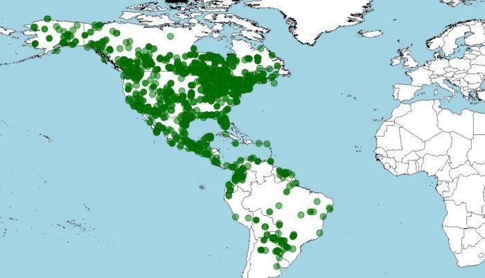 Distribución del playero solitario