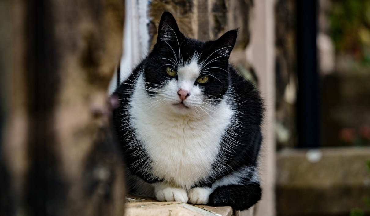 Enfermedad renal crónica en gatos