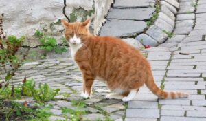 Enfermedades transmitidas por gatos, principales zoonosis