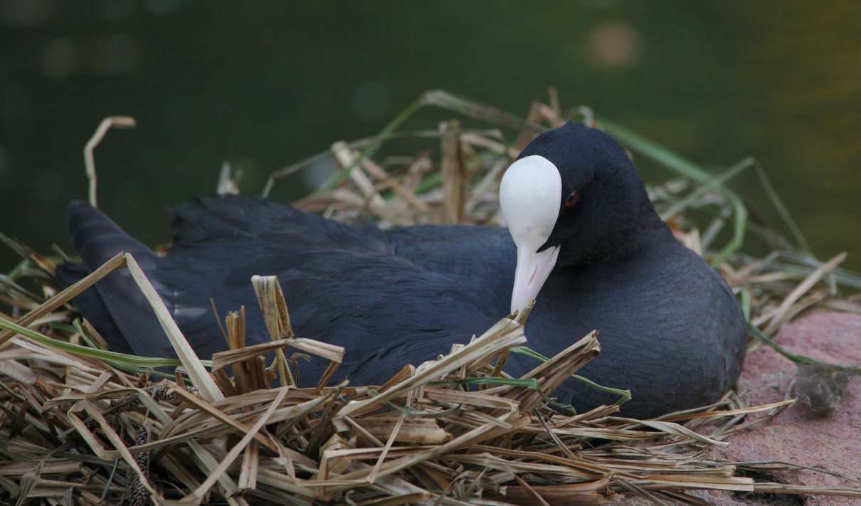 Focha común, Fulica atra, bello ave asociado al agua