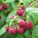 frambuesa-rubus-idaeus