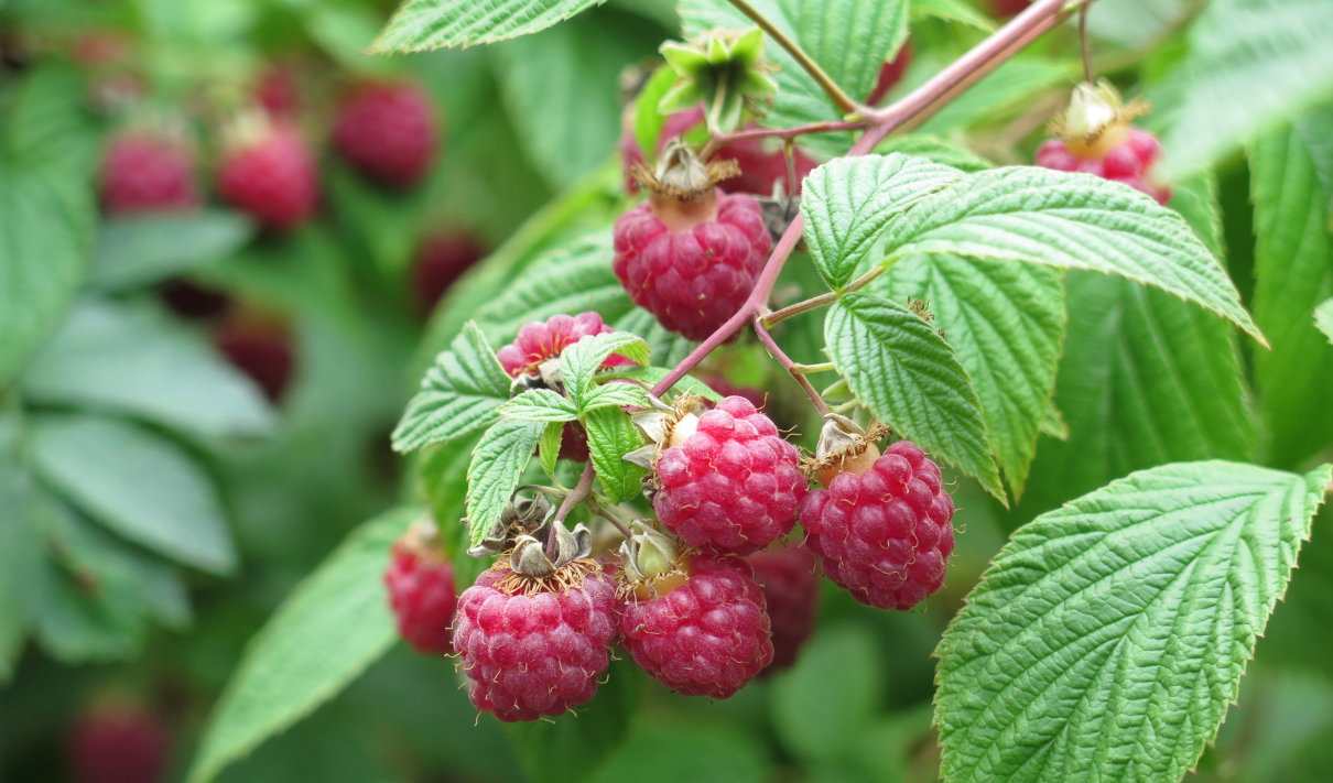 Frambuesa, Rubus idaeus