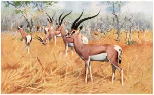 Gacela de Grant, Nanger granti, un mamífero africano