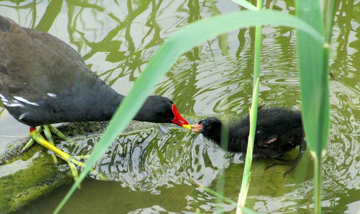 Gallineta común, Gallinula chloropus