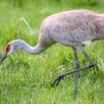 grulla-canadiense-antigone-canadensis