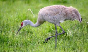 Grulla canadiense, Antigone canadensis, y su atractivo físico