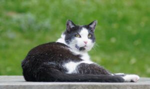 Hipertiroidismo felino, desarrollo y signos característicos