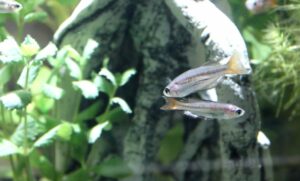 Iluminación del acuario de agua dulce. Tipos de lámparas