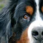 infertilidad-en-los-perros