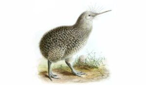 Kiwi moteado menor (Apteryx owenii), un ave vulnerable