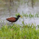 jacana-nortena-jacana-spinosa