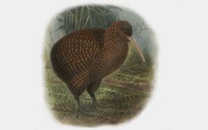 Kiwi moteado mayor (Apteryx haastii), un ave no voladora