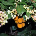 madrono-arbutus-unedo