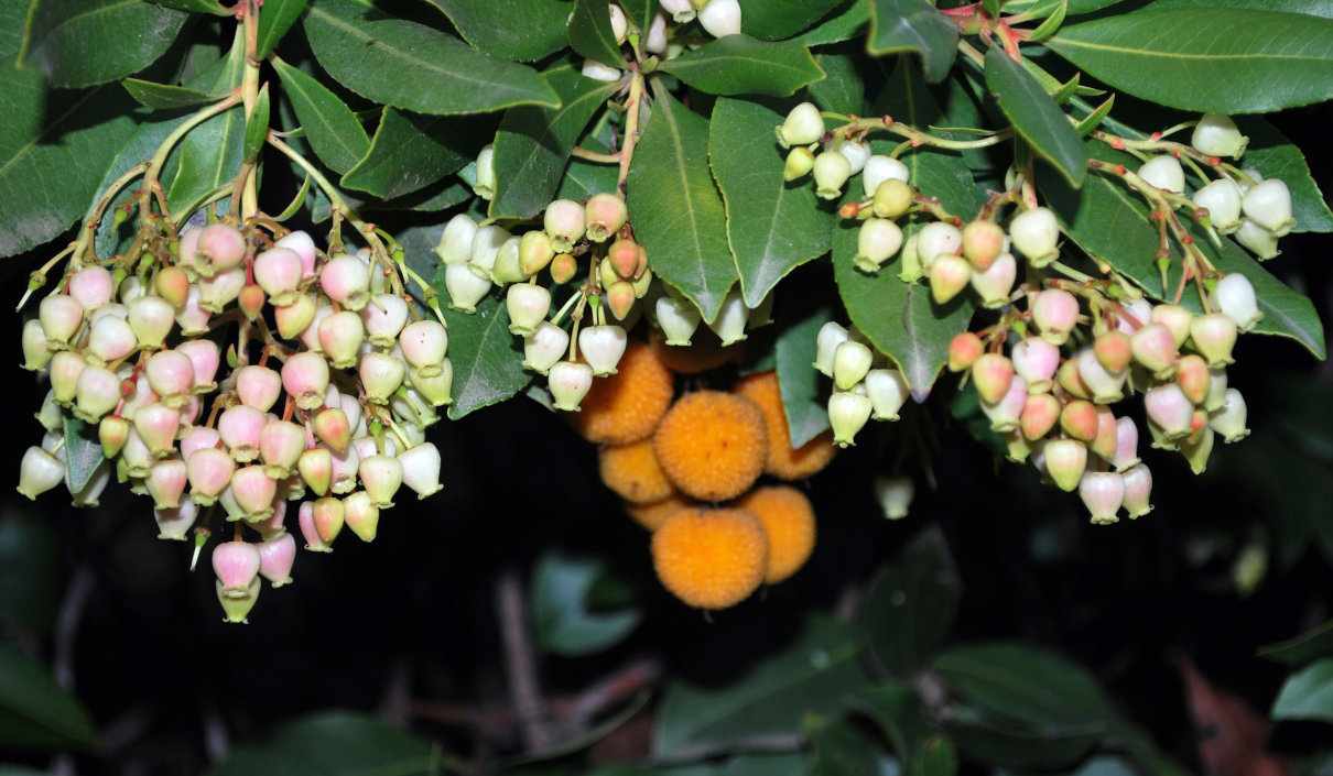 Madroño, Arbutus unedo